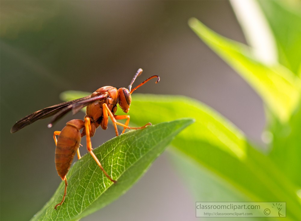 closeup-of-wasp-climbing-on-plant-leaf-photo.jpg