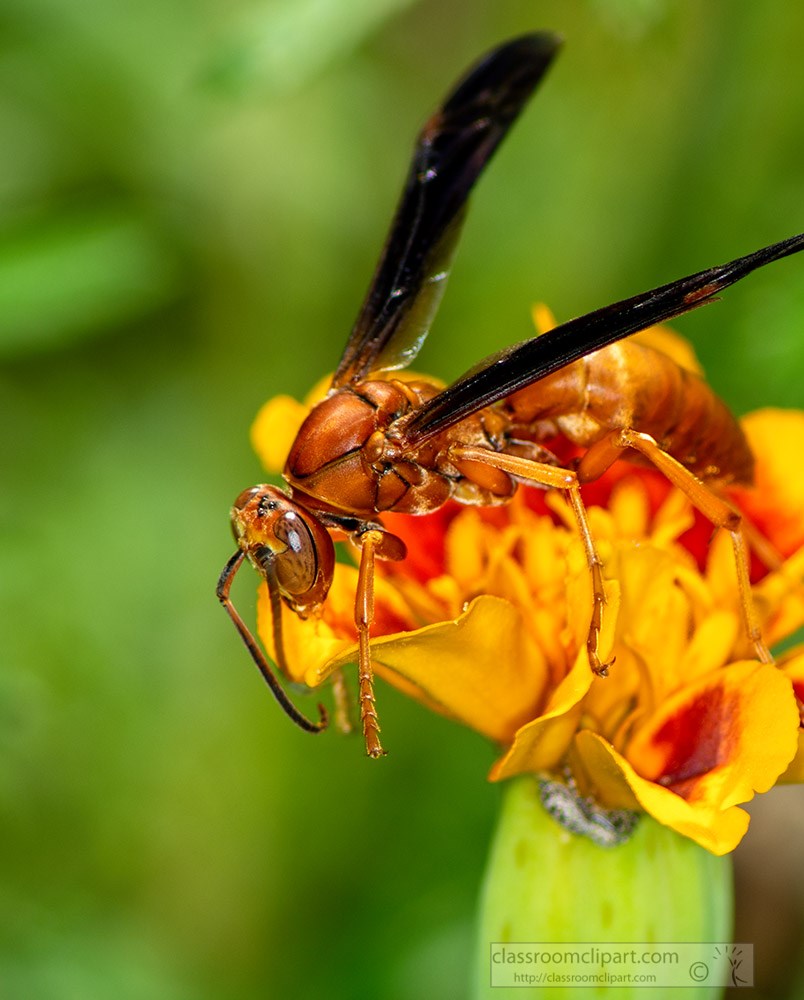 closeup-of-wasp-on-small-orange-marigold-flower.jpg