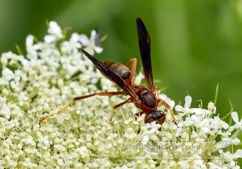closeup-wasp-on-flowering-plant-photo-216.jpg
