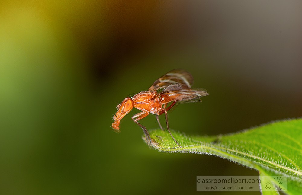 funny-looking-flying-insect-on-tip-of-leaf.jpg