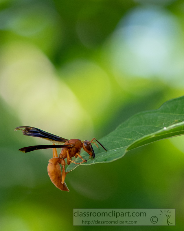 garden-wasp-on-a-plant-leaf-image-picture-8500061-2.jpg