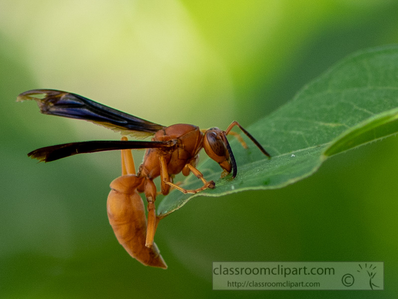 garden-wasp-on-a-plant-leaf-image-picture-8500061-4.jpg