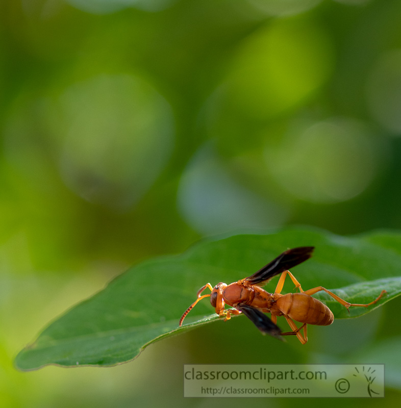 garden-wasp-on-a-plant-leaf-image-picture-8500065-2.jpg