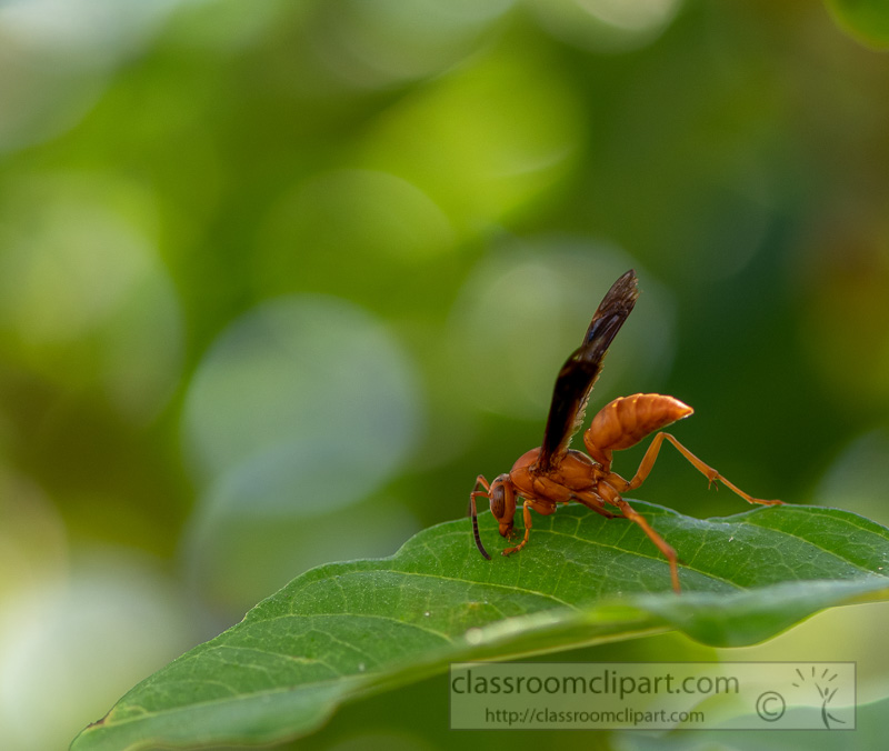 garden-wasp-on-a-plant-leaf-image-picture-8500082-2.jpg