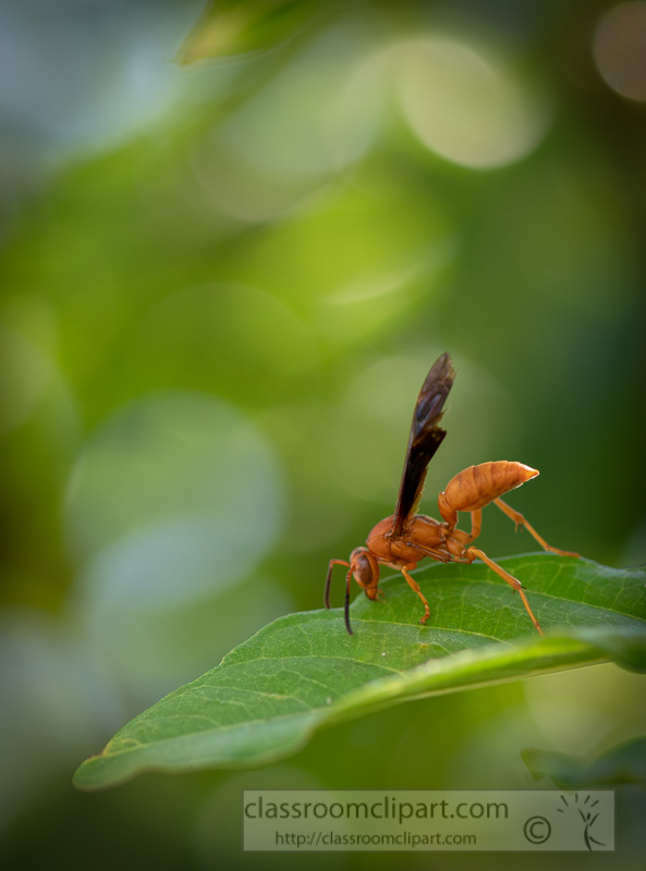 garden-wasp-on-a-plant-leaf-image-picture-8500084-2.jpg