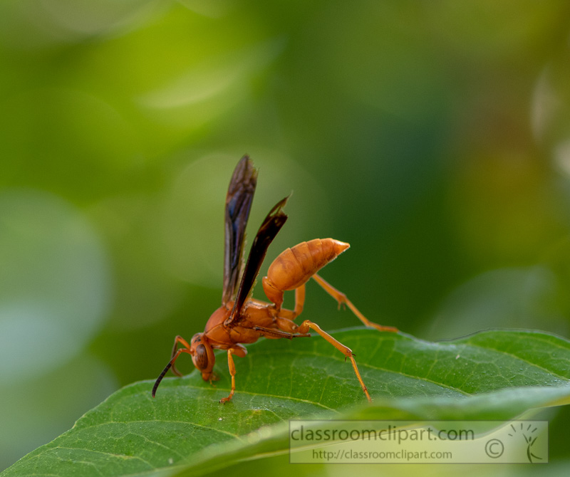 garden-wasp-on-a-plant-leaf-image-picture-8500085-2.jpg