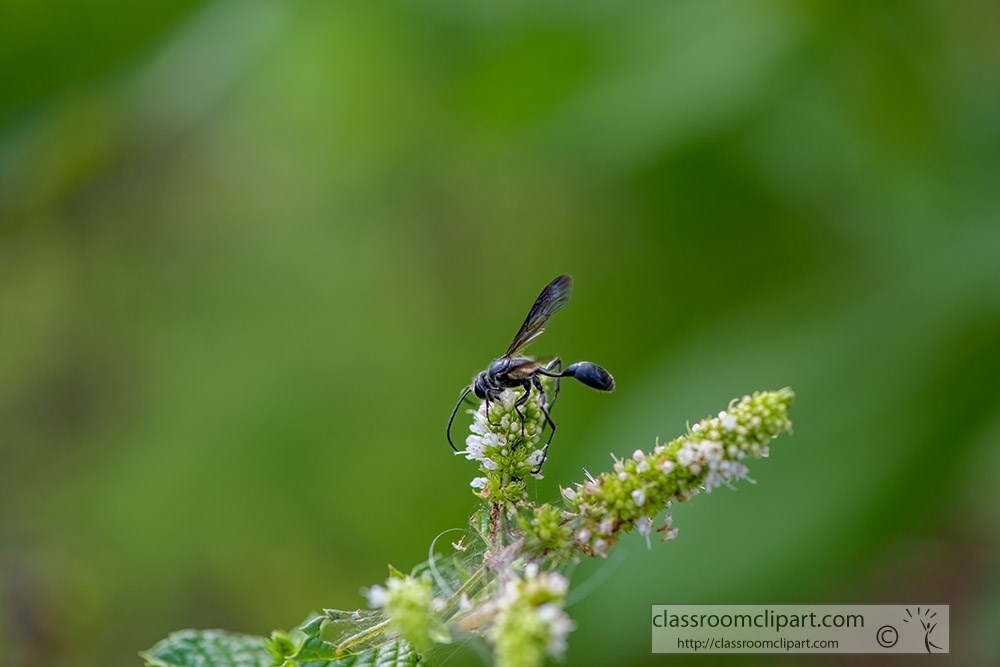 great-black-wasp-on-tip-of-flower.jpg