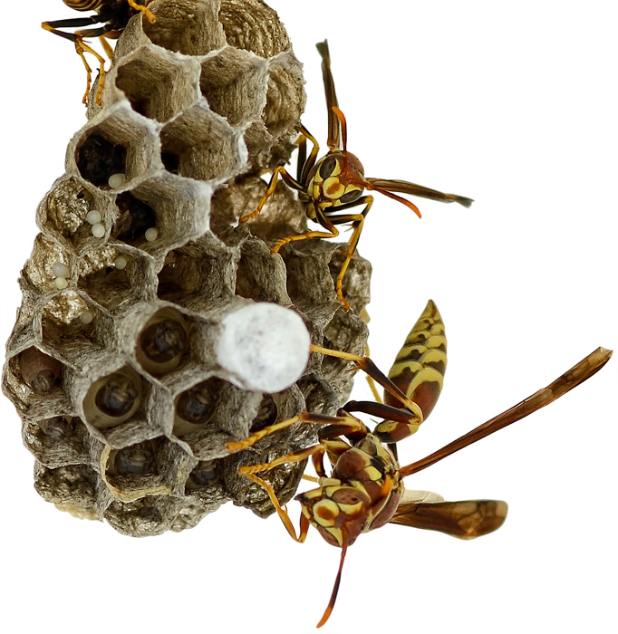 hexagonal-shaped-wasp-nest-with-wasps-2.jpg