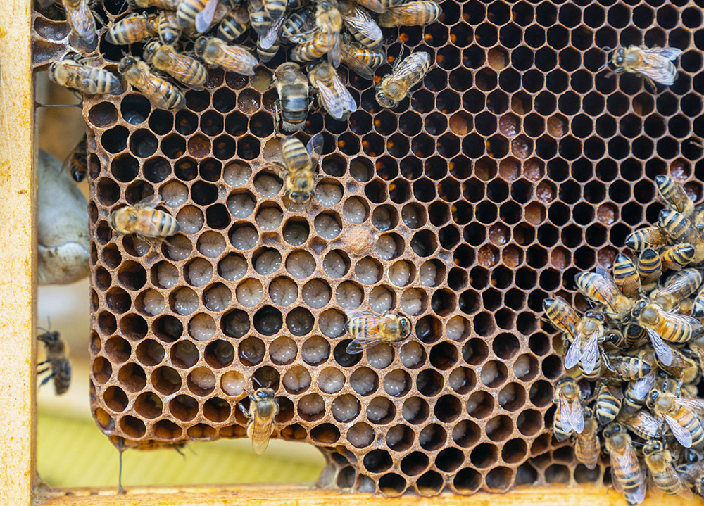 honeybees-congregate-on-a-honey-frame.jpg