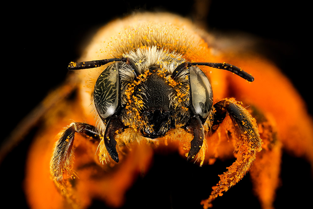 macro-closetup-poppy-pollen-on-covering-bee.jpg