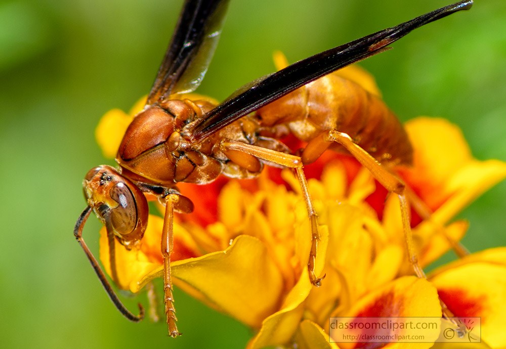 macro-photo-of-wasp-on-marigold-flower.jpg