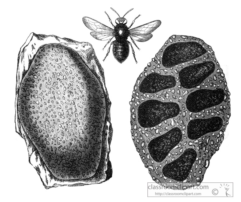 mason-bee-and-nest-illustration-inwo-364a.jpg