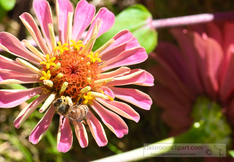 photo-honey-bee-on-zinnia-flower-0401A.jpg