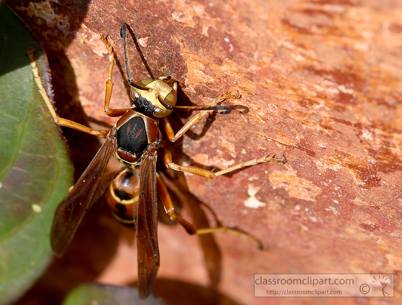 picture-wasp-on-a-ceramic-planter.jpg
