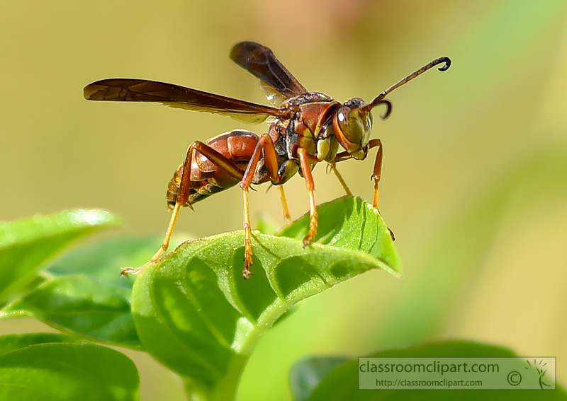 picture-wasp-on-edge-of-leaf-closeup.jpg