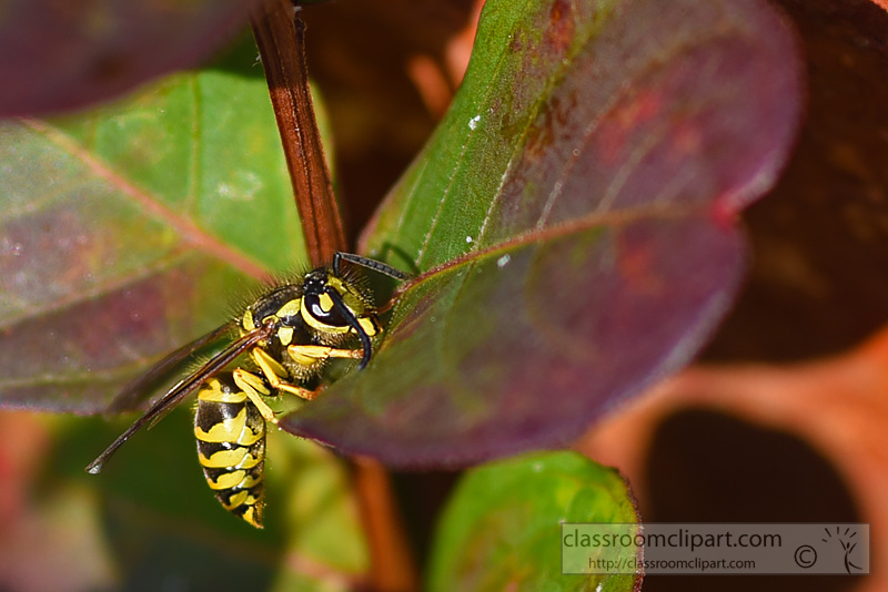 picture-yellow-jacket-eating-insects-on-leaf.jpg