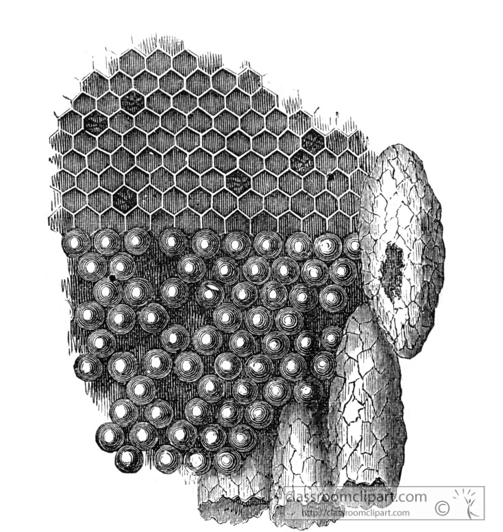 portion-of-bee-honeycomb-illustration-inwo-330a.jpg