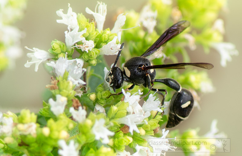 potter-wasp-on-flowering-garden-herb-7814.jpg