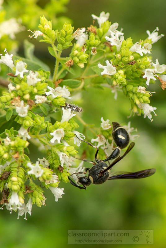 potter-wasp-on-flowering-garden-herb-photo-image-7807.jpg