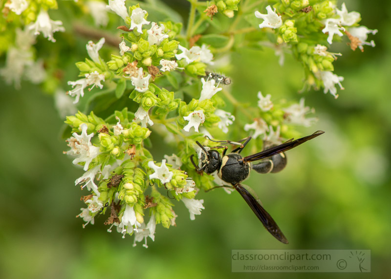 potter-wasp-on-flowering-garden-herb-photo-image-7808.jpg