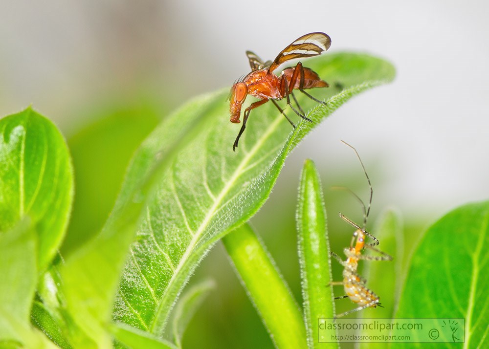 two-different-insects-sharing-home-garden.jpg