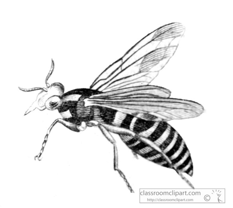 wasp-animal-illustration-gsm4139e.jpg