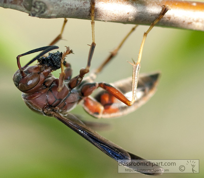 wasp-picture-410-14.jpg