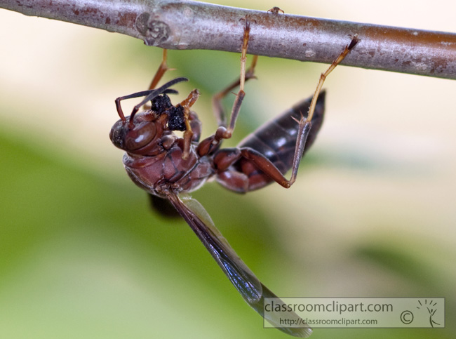 wasp-picture-410-15.jpg