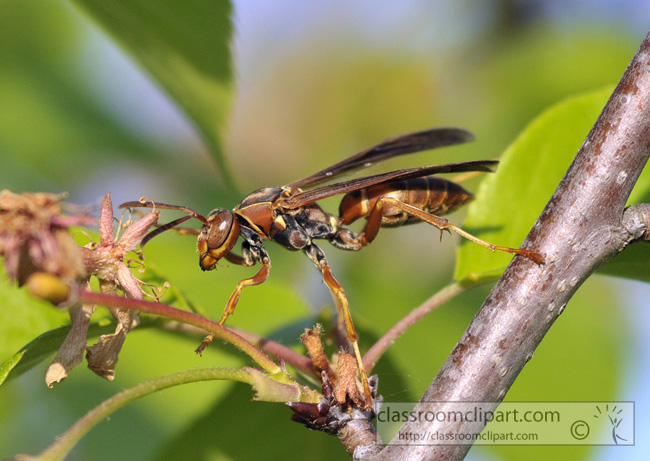 wasp-picture-410-16A.jpg