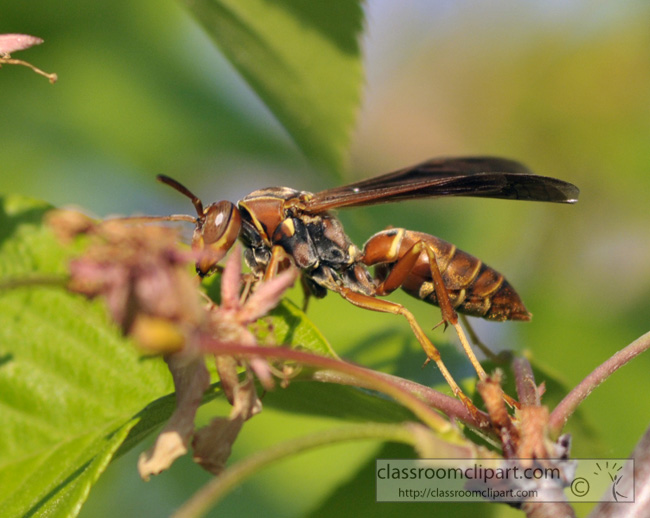 wasp-picture-410-18.jpg