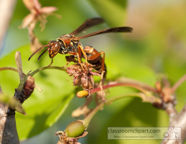 wasp-picture-410-19A.jpg
