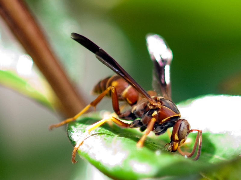 wasp_insect_4.jpg