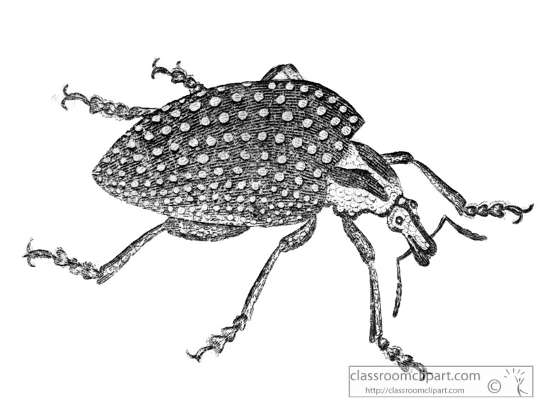 beetle-gsm4196-b.jpg