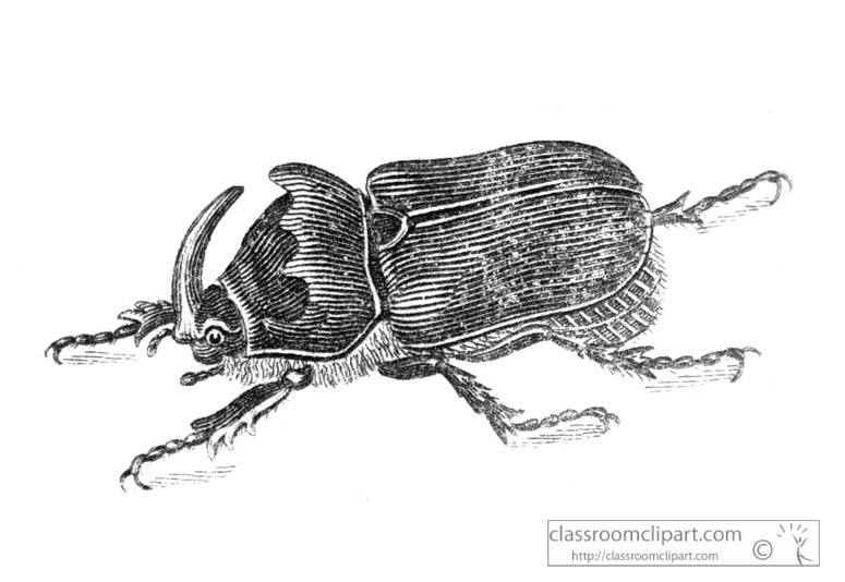 beetle-gsm4196-c.jpg