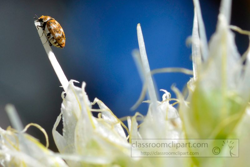 carpet-beetle-on-onion-flower-photo-4210A-2.jpg