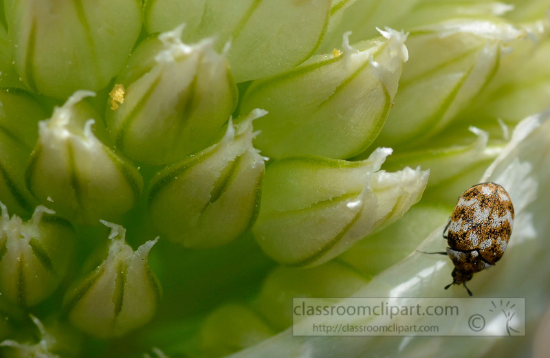 carpet-beetle-on-onion-flower-photo-4215A.jpg