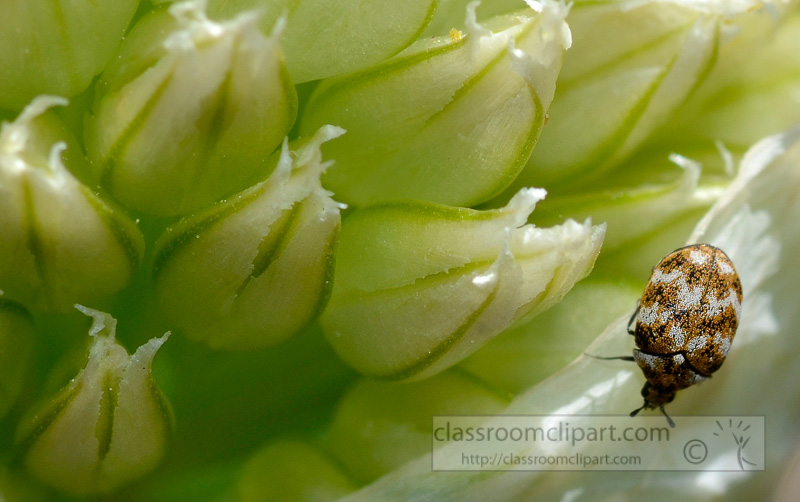 carpet-beetle-on-onion-flower-photo-4215bb.jpg