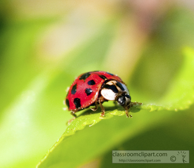 close-up-picture-lady-bug-on-leaf-410-37.jpg