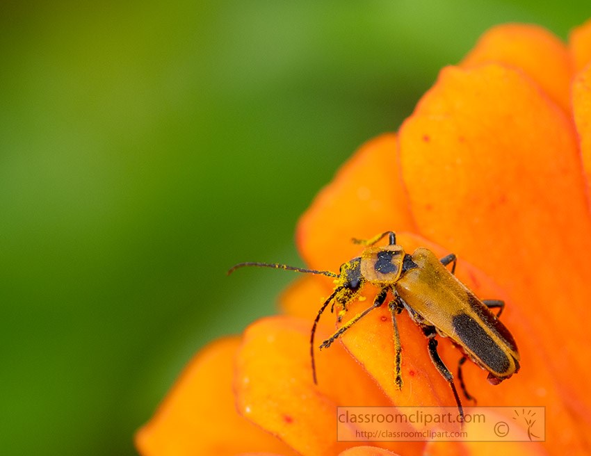 closeup-of-beetle-covered-with-pollen-on-orange-zinnia-flower.jpg