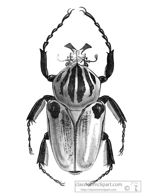 goliathus-beetle-illustration-inwo-442-1.jpg