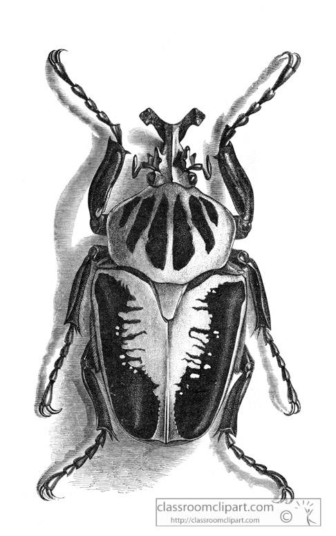 goliathus-beetle-illustration-inwo-444-1.jpg
