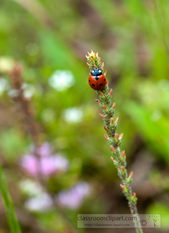 lady-bug-beetle-photo_112a.jpg