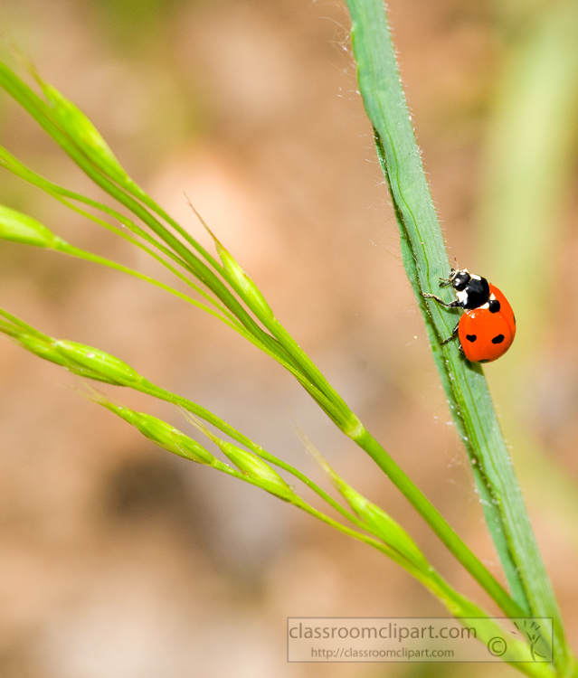 lady-bug-beetle-photo_133A.jpg
