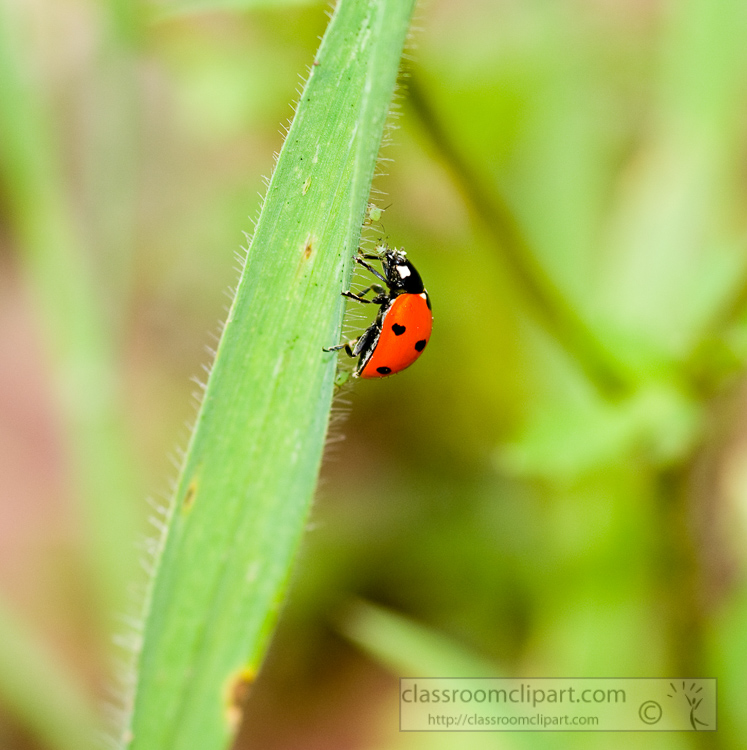 lady-bug-beetle-photo_137a.jpg