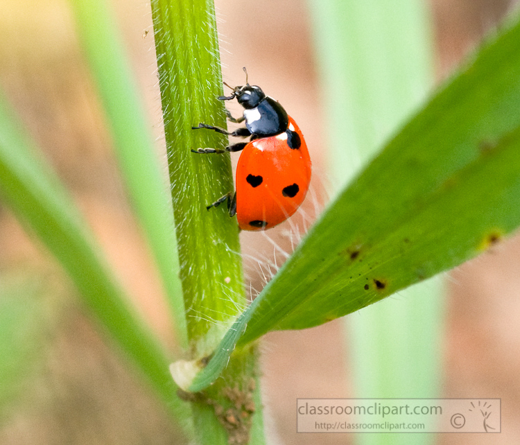 lady-bug-beetle-photo_139A.jpg