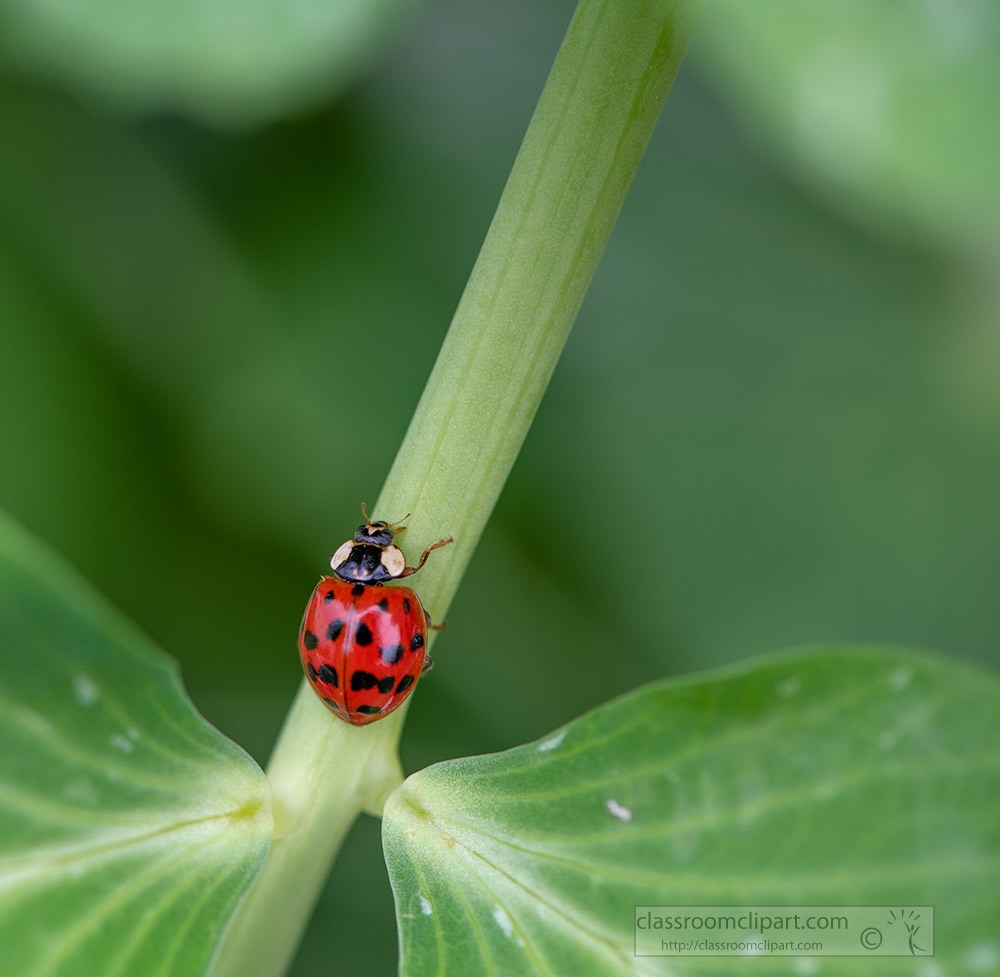 ladybug-on-garden-pea-stem.jpg