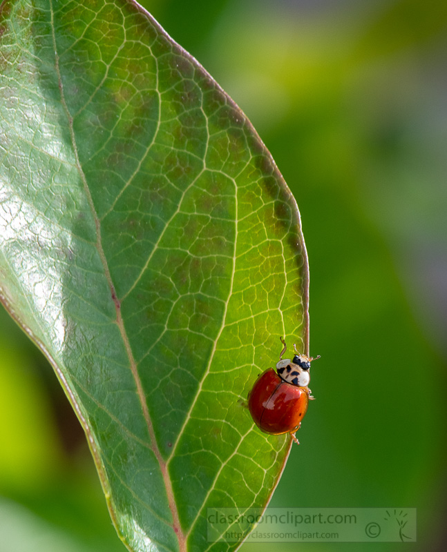 photo-closeup-of-small-beetle-red-lady-bug-on-leaf-edge-image-05551.jpg