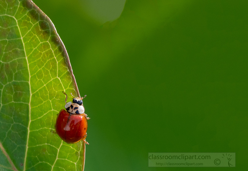 photo-of-small-beetle-red-lady-bug-on-leaf-edge-image-5551A.jpg