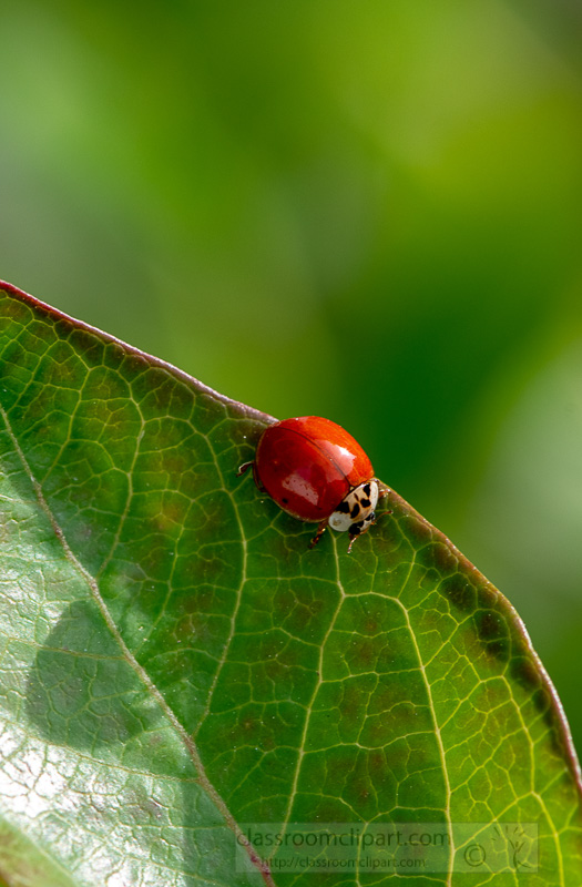 photo-of-small-beetle-red-ladybug-on-leaf-image-5561.jpg