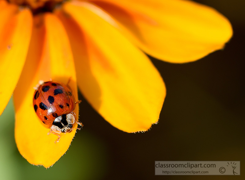 picture-lady-bug-closeup-on-tip-of-yellow-flower.jpg